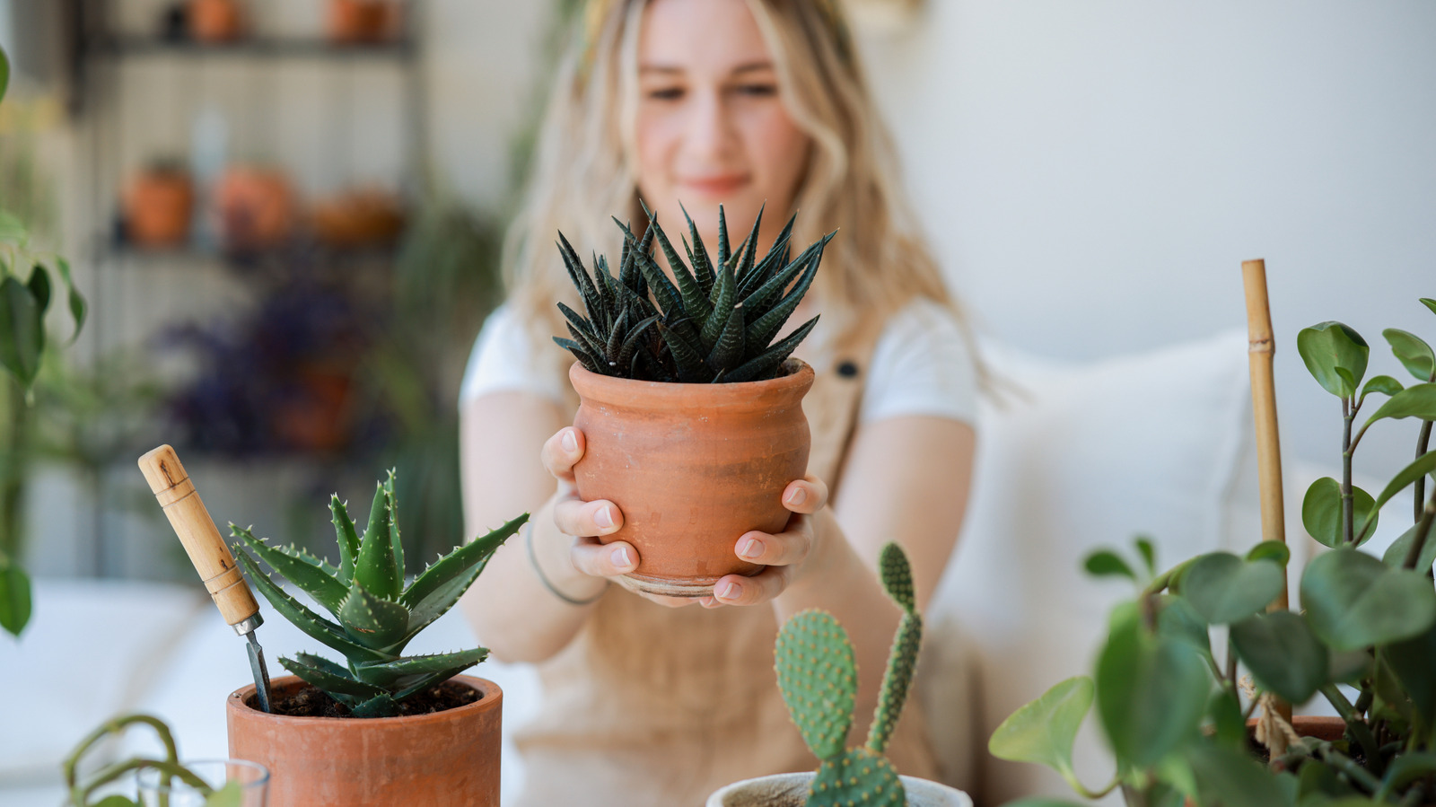 No More Guesswork: The Best Watering Method To Keep Succulents Happy And Healthy