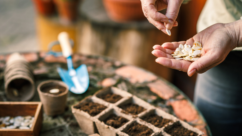 Woman sowing germinated pumpkin seeds