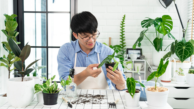 Person tending to houseplants while sitting at a worktable.