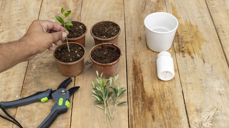 Hand placing cutting in small pot of soil.