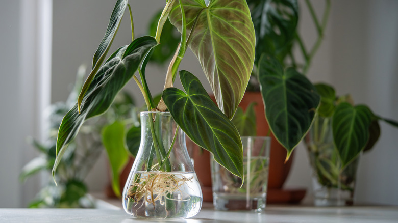 Philodendron being propagated in glass of water.