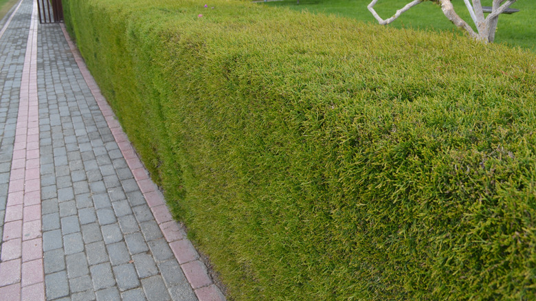 Pruned and uniform Leyland cypress hedges