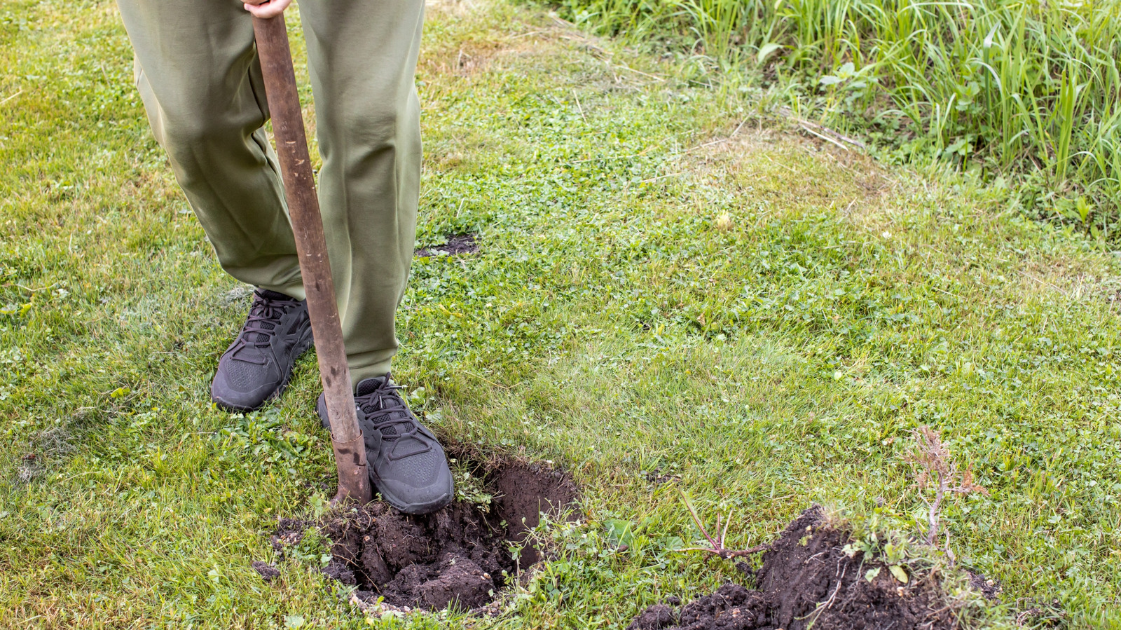 Southern Gardeners Love This Fast-Growing Tree For Backyard Privacy