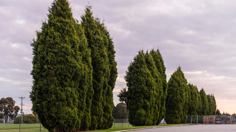 Large Leyland cypress trees on the edge of a road