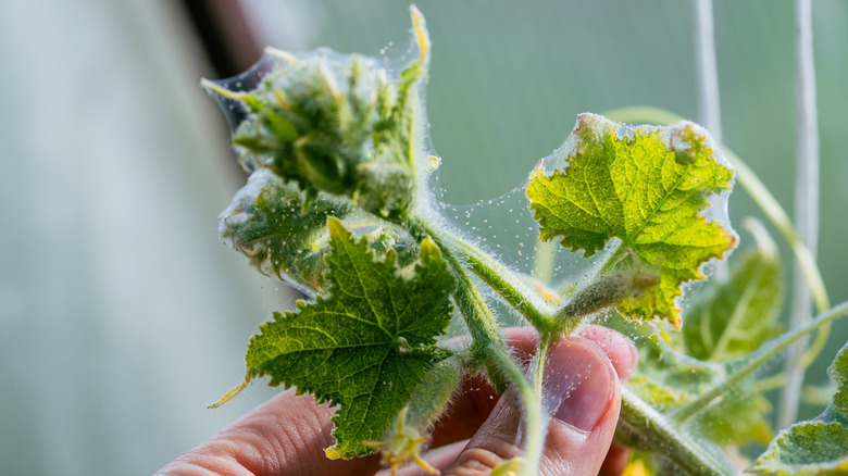 A hand holding a cucumber plant seedling covered in webbing