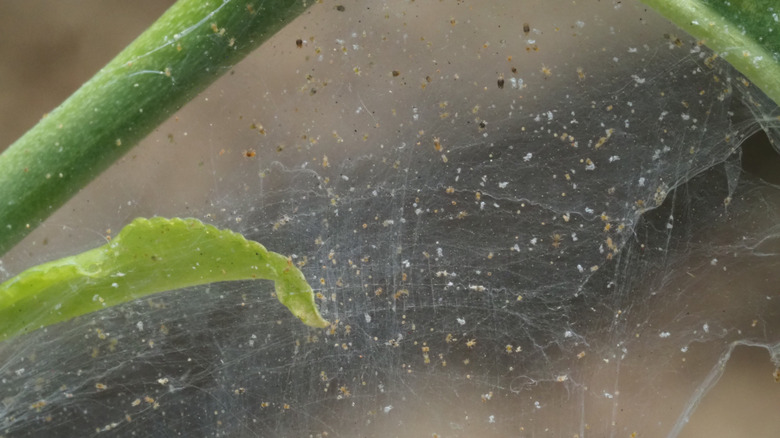A close-up of spider mite webbing on a plant