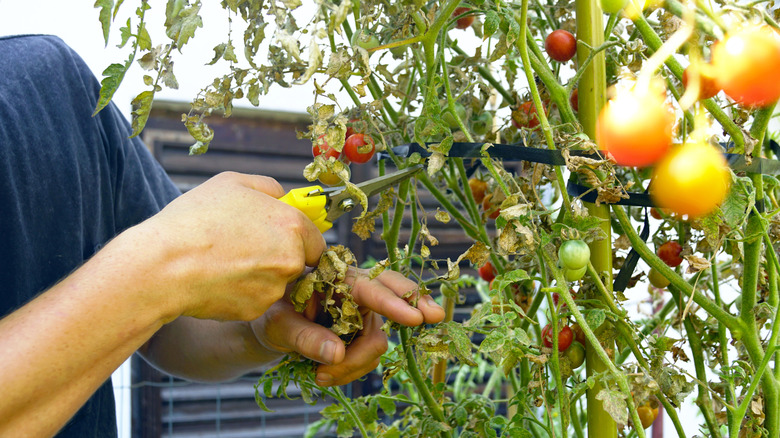 A person pruning a cherry tomato plant outside