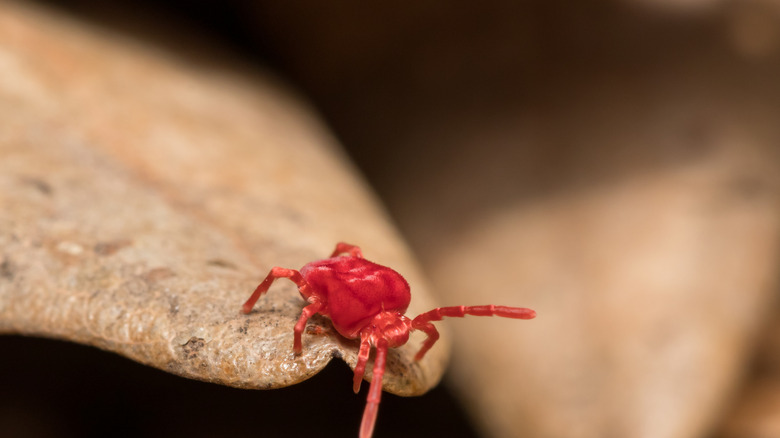 High resolution image of a red clover mite on a brown leaf