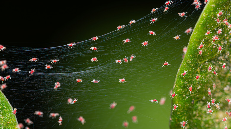 High resolution photo of spider mites webbing and infestation on a plant