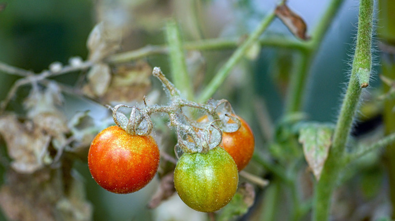 Mites attacking a tomato plant and its fruits