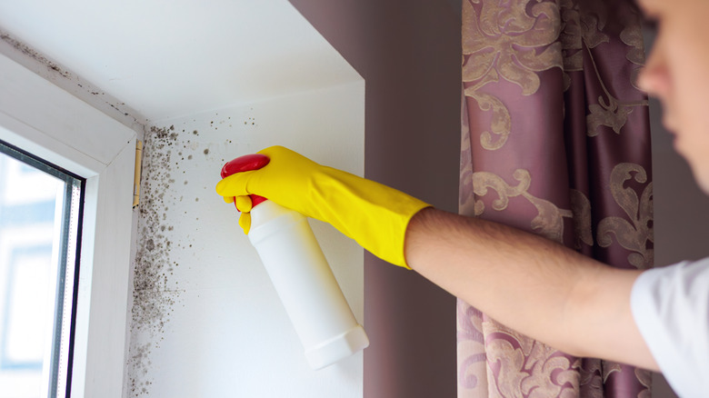 A person wearing yellow rubber gloves sprays hydrogen peroxide on a moldy wall