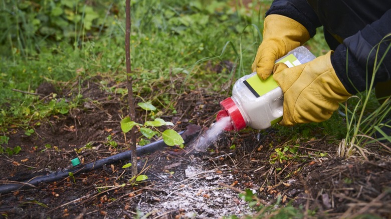 Person with leather gloves dusting DE from a plastic container onto a garden bed