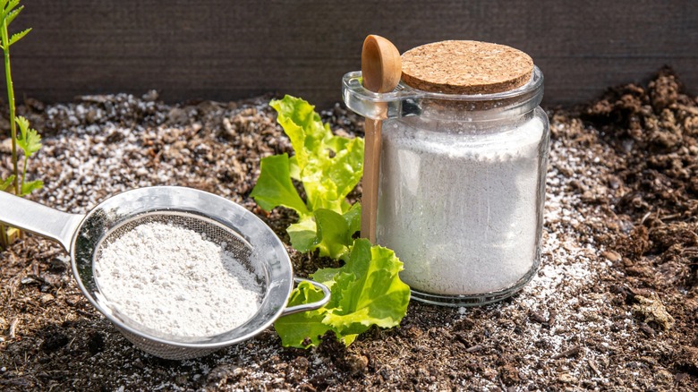 Jar and strainer containing DE powder on the ground next to a lettuce start