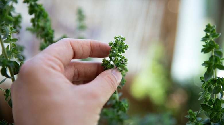 Hand touching oregano plant in kitchen garden