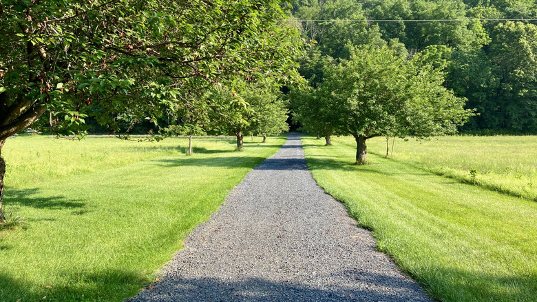 A smooth gravel driveway lined with trees.