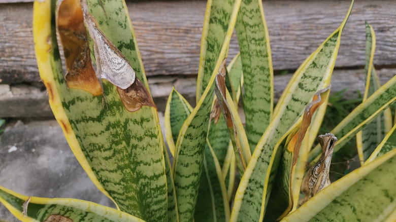 Close-up of a snake plant with some brown and dried out leaf tips.