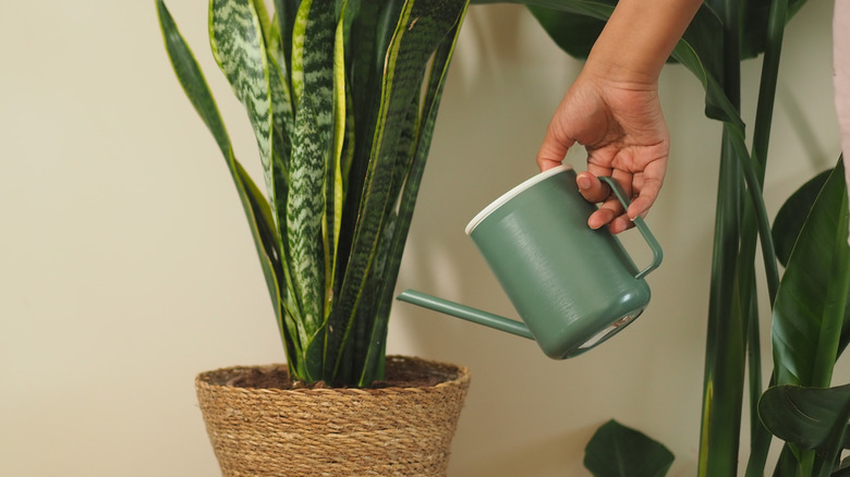 A person watering their snake plant with a green watering can.