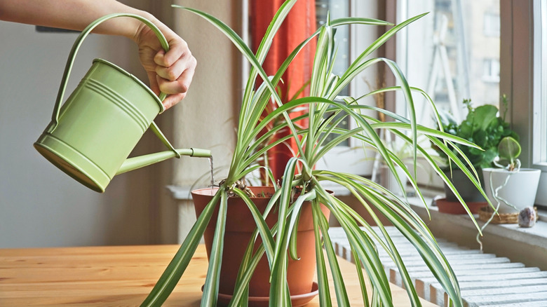 Gardener giving a spider plant a drink with a watering can