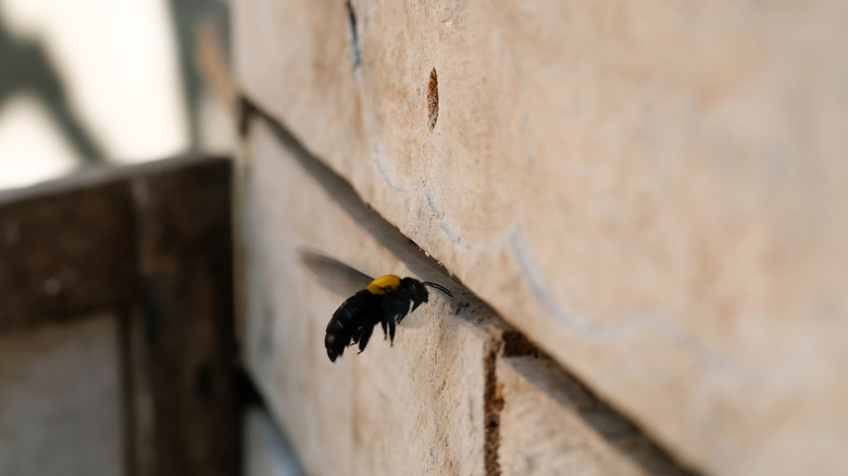 Carpenter bee emerging from a hole in a piece of wood