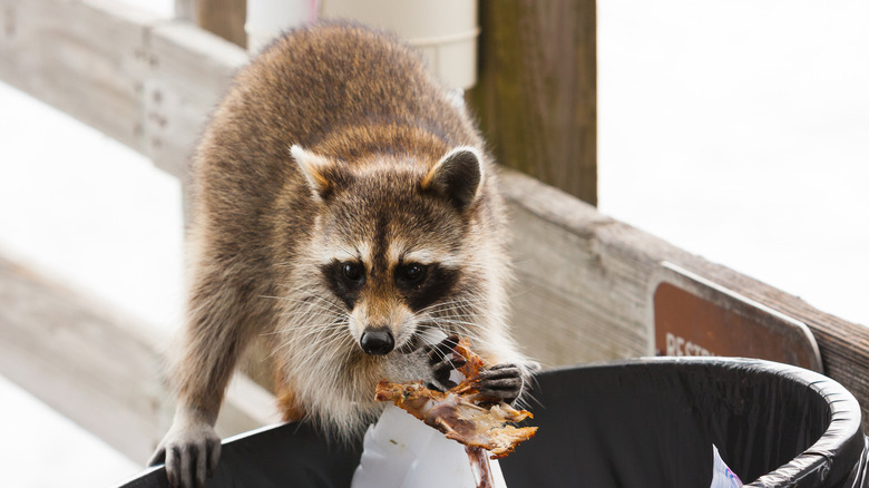 Raccoon looking for food in garbage