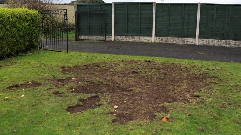 Turf damage from suspected grubs