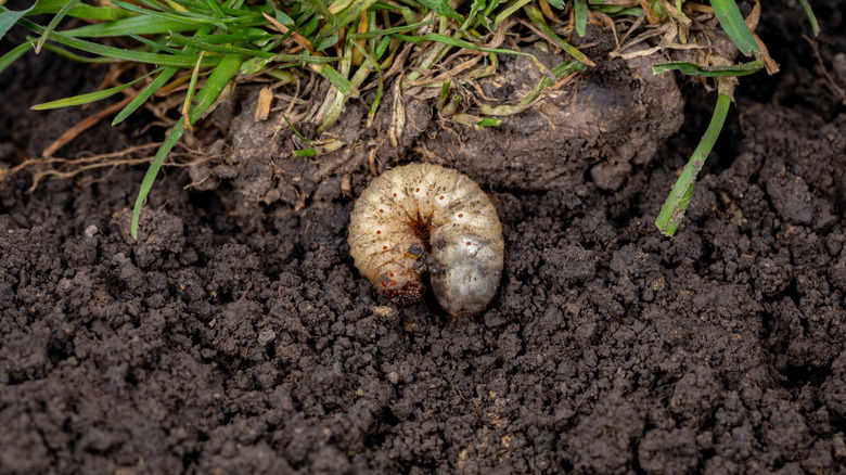 Close-up of a grub in soil underneath turf