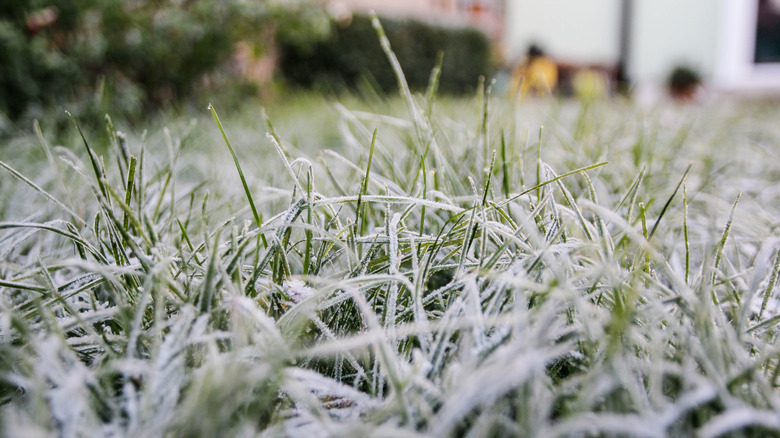 grass with frost on it