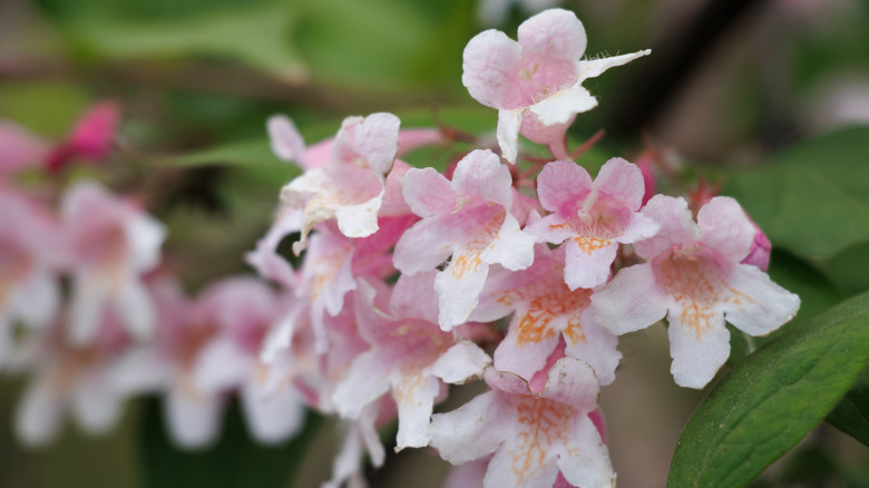 A close up of a beautybush flower