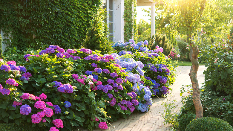 Bigleaf hydrangea in bloom with pink, purple, and blue flowers.