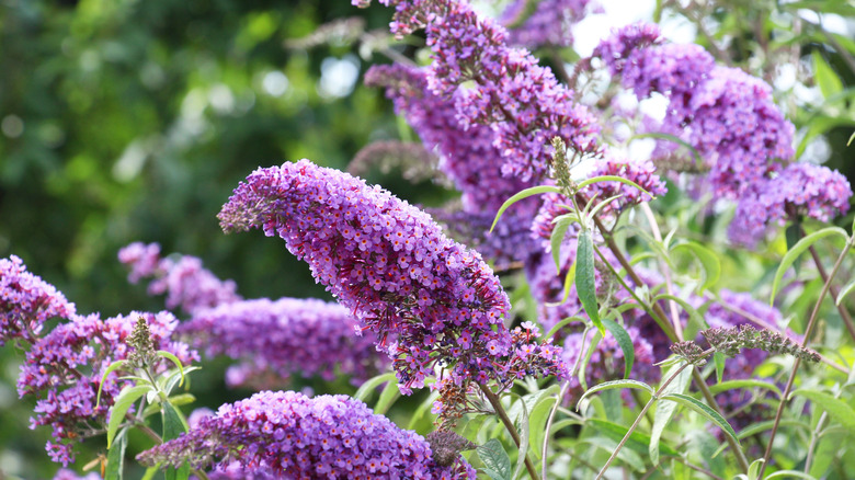 Bright purple flowers on butterfly bush