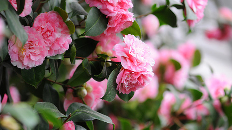 Japanese camellia with bright pink flowers.