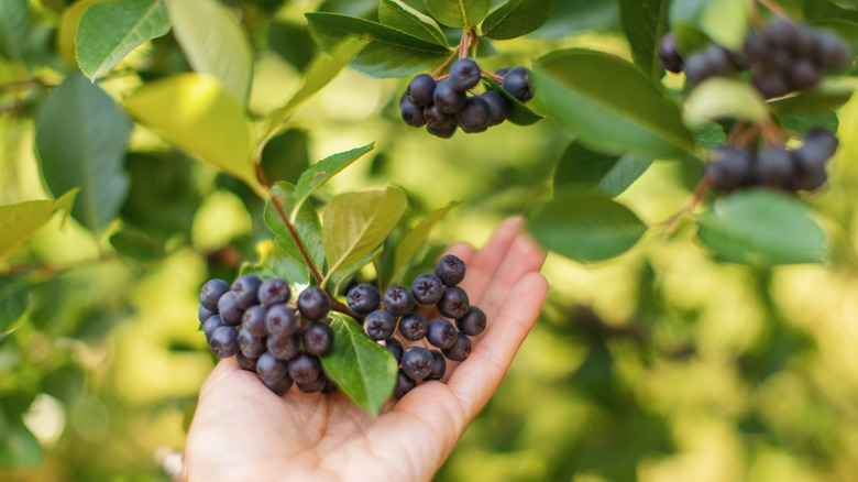 A hand holding chokeberry growing on a bush.