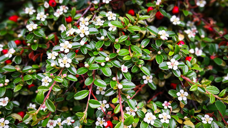A close up of a cotoneaster plant