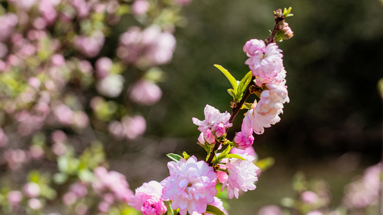 Close up of almond flower in bloom