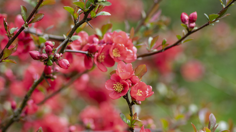 A close up of flowering quince
