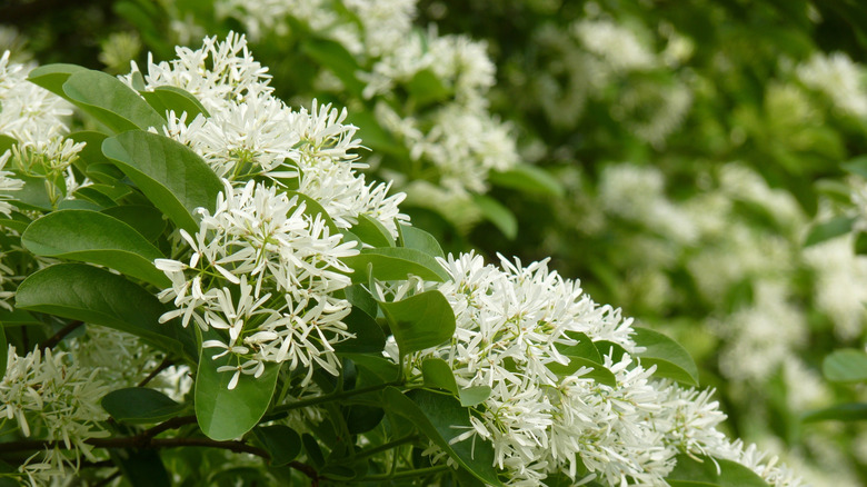 A close up of fringe tree flowers