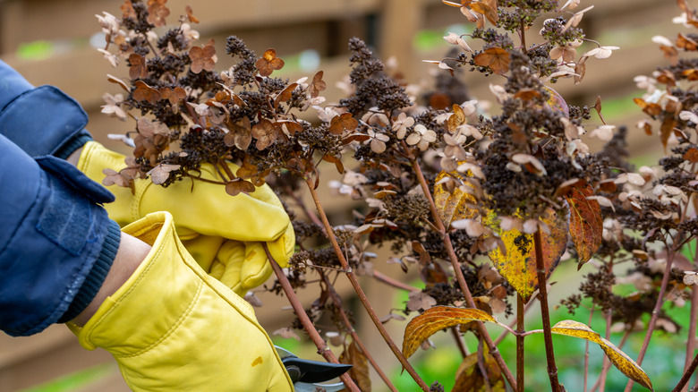 Someone pruning hydrangea