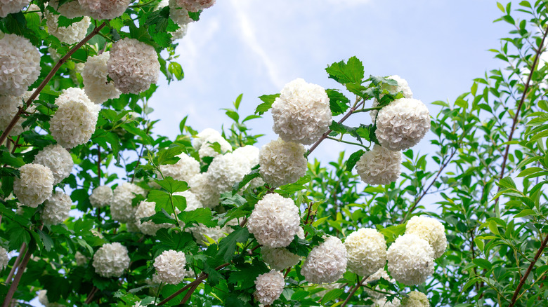 Bright white flowers on a viburnum shrub