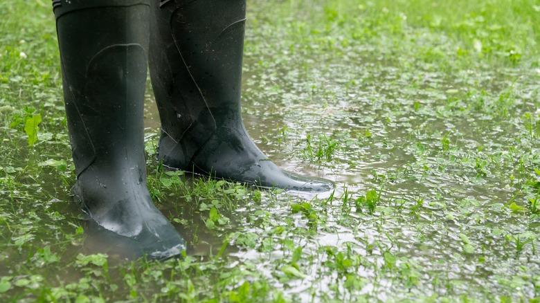 a gardener in rubber boots stands in a flooded yard