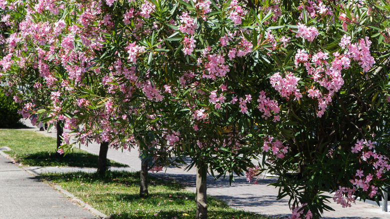pink oleander bushes