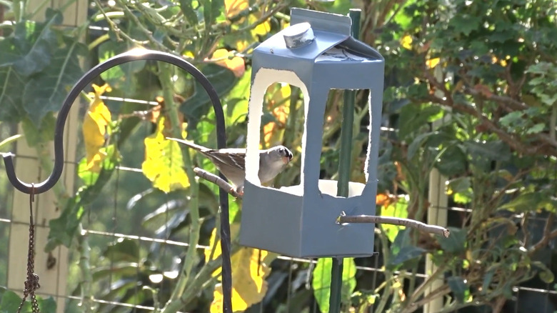 A milk carton bird feeder with a song bird perched on the side