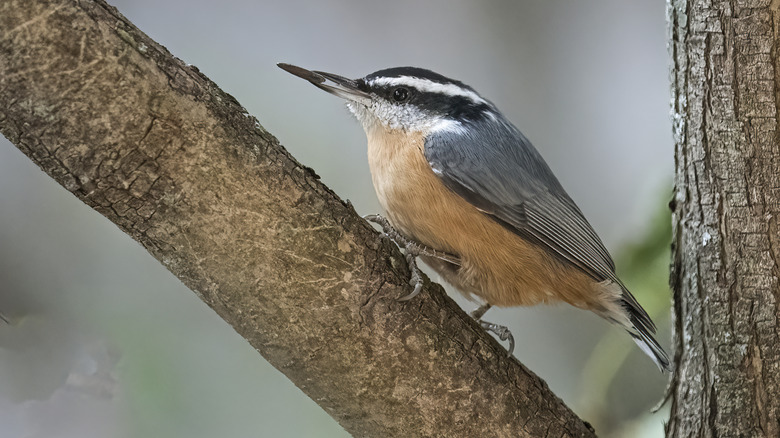 Small bird with a seed in its beak
