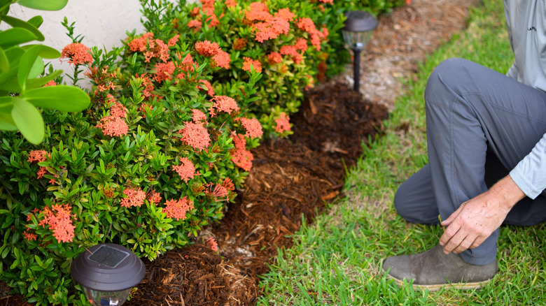 Person gardening a mulched flower bed bordered by grass.