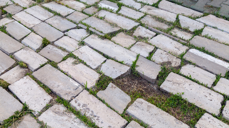 Broken brick sidewalk with weeds growing in the gaps