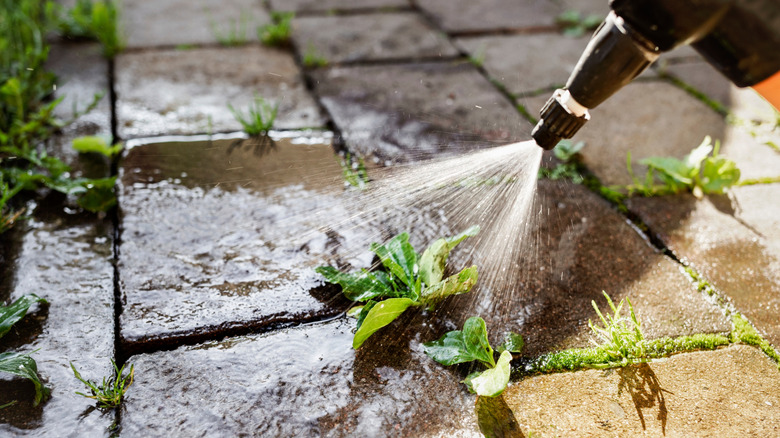 Spraying weeds growing in spaces between pavers