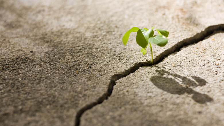 Weed growing through concrete cracks