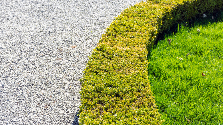 pea gravel next to a hedge and grass.
