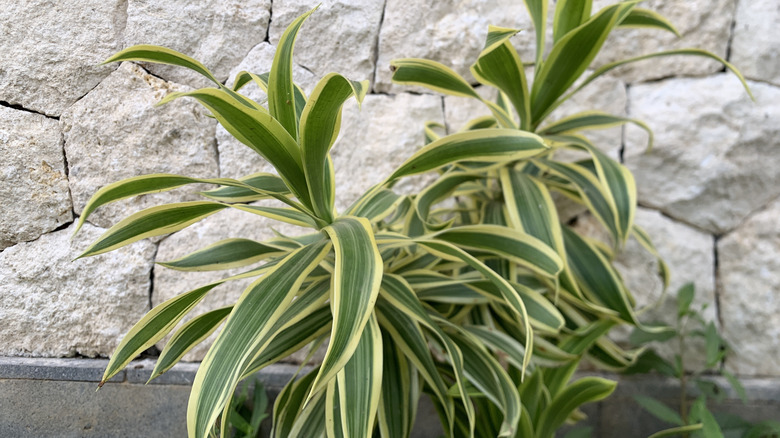 Yellow and green spider plants near a wall