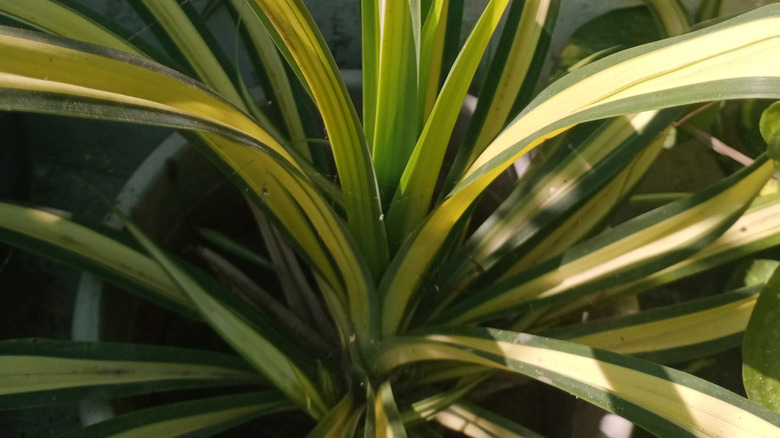 A close-up of a yellow and green spider plant