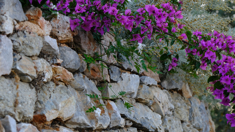 Purple flowers tumbling over a limestone retaining wall